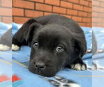 Small Labrador Retriever Mix