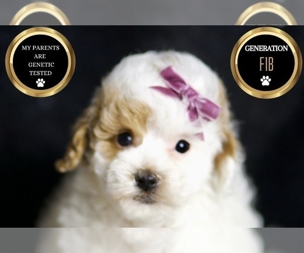 Medium Photo #6 Maltipoo Puppy For Sale in WARSAW, IN, USA