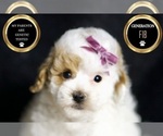Small Photo #109 Maltipoo Puppy For Sale in WARSAW, IN, USA