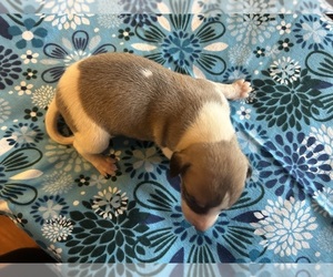 Whippet Puppy for sale in ONEIDA, TN, USA