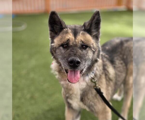 Medium Photo #1 Akita-Unknown Mix Puppy For Sale in Las Vegas, NV, USA