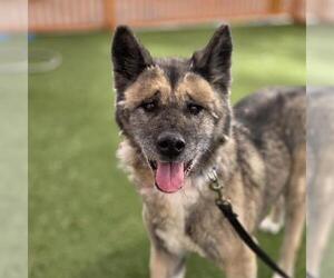 Akita-Unknown Mix Dogs for adoption in Las Vegas, NV, USA