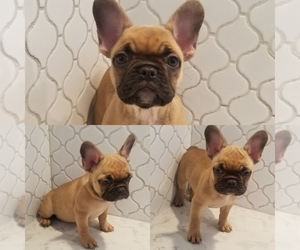 French Bulldog Puppy for sale in BALDWIN PARK, CA, USA