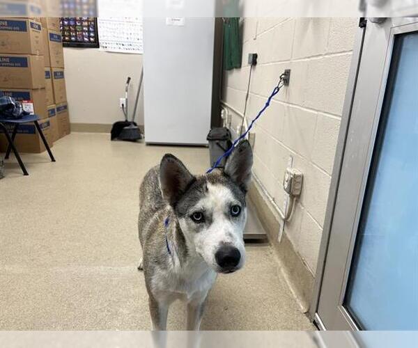 Medium Photo #1 Siberian Husky-Unknown Mix Puppy For Sale in Grand Prairie, TX, USA