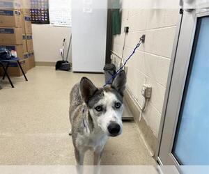 Siberian Husky-Unknown Mix Dogs for adoption in Grand Prairie, TX, USA