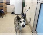 Small Siberian Husky Mix