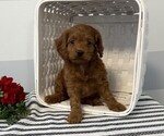 Small #1 Cavapoo