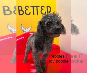 Poodle (Miniature) Dogs for adoption in Studio City, CA, USA