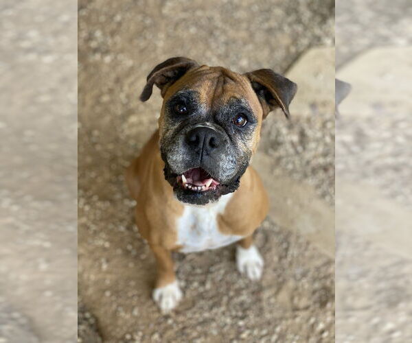 Medium Photo #4 Boxer Puppy For Sale in Austin, TX, USA