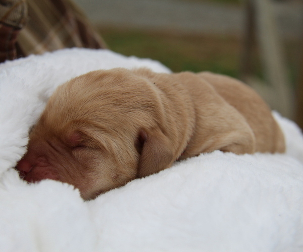 Medium Photo #16 Labrador Retriever Puppy For Sale in HYDE PARK, VT, USA