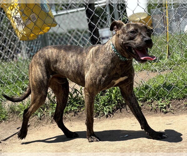 Medium Photo #4 American Pit Bull Terrier-Unknown Mix Puppy For Sale in Virginia Beach, VA, USA