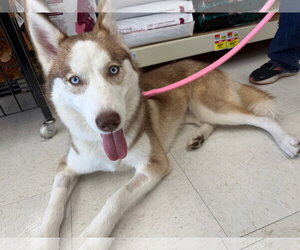 Siberian Husky Dogs for adoption in Carrollton, TX, USA