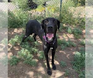 Great Dane Dogs for adoption in Aurora, CO, USA