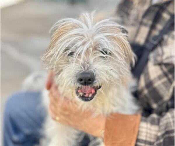 Medium Photo #2 Mutt Puppy For Sale in Martinez, CA, USA