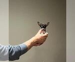 Small #15 Chihuahua