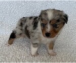 Small Photo #5 Miniature Australian Shepherd Puppy For Sale in ARDMORE, OK, USA