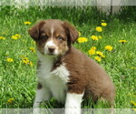 Small Photo #1 Miniature Australian Shepherd Puppy For Sale in BAKER CITY, OR, USA