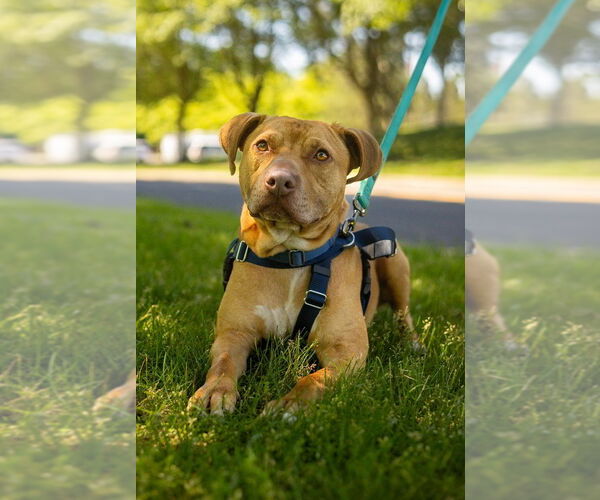 Medium Photo #2 American Staffordshire Terrier Puppy For Sale in Lawrenceville, NJ, USA