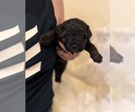 Small Photo #120 Miniature Bernedoodle Puppy For Sale in AUBURNDALE, FL, USA