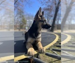 Small Photo #14 German Shepherd Dog Puppy For Sale in FENNVILLE, MI, USA