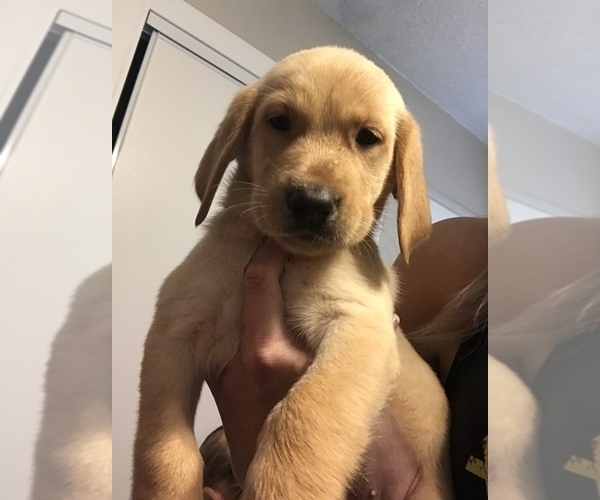 Medium Photo #12 Labrador Retriever Puppy For Sale in MENTONE, CA, USA