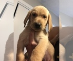 Small Photo #12 Labrador Retriever Puppy For Sale in MENTONE, CA, USA