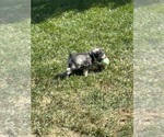 Small #7 Schnauzer (Miniature)