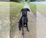 Small #1 Doberman Pinscher Mix