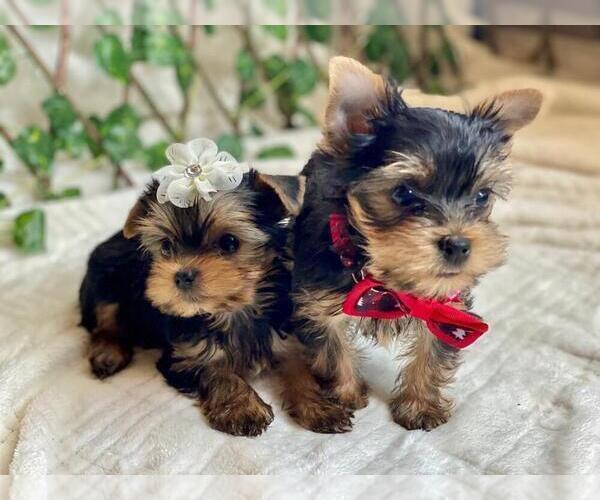 Medium Photo #5 Yorkshire Terrier Puppy For Sale in PALO ALTO, CA, USA