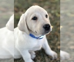 Small #2 Labrador Retriever