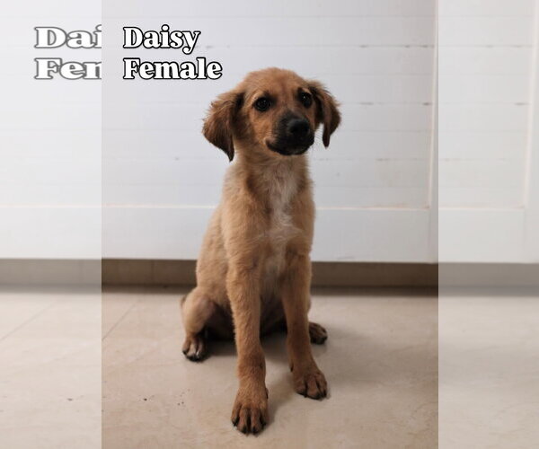 Medium Photo #1 Labrador Retriever-Unknown Mix Puppy For Sale in Jefferson, NJ, USA