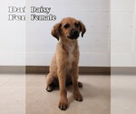 Small Labrador Retriever Mix
