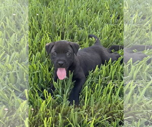 Labrador Retriever-Unknown Mix Dogs for adoption in The Woodlands, TX, USA