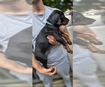 Puppy L Blue collar Doberman Pinscher