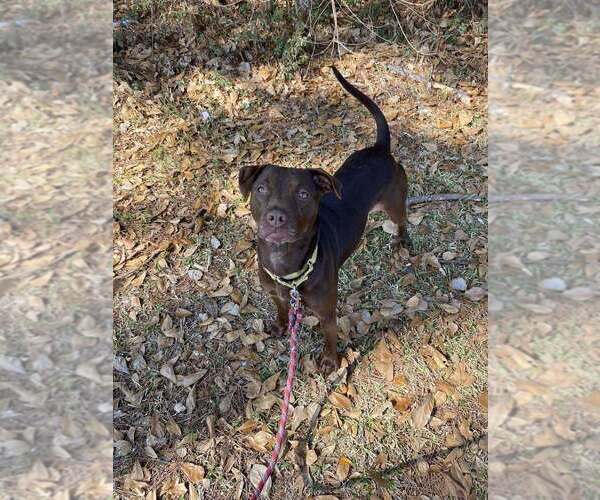 Medium Photo #6 Mutt Puppy For Sale in Abbeville, LA, USA