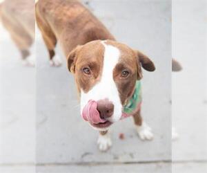 American Pit Bull Terrier-Unknown Mix Dogs for adoption in Tulsa, OK, USA