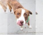 Small American Pit Bull Terrier Mix
