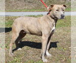 Small #3 Mountain Cur Mix