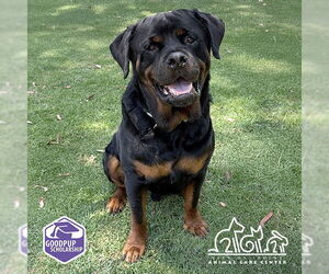Rottweiler Dogs for adoption in Irvine, CA, USA