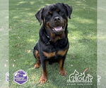 Small Rottweiler