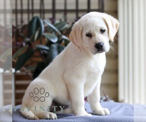 Labrador Retriever Puppy for sale in DENVER, PA, USA