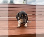 Small #7 Dachshund