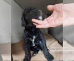 Small #2 Labradoodle