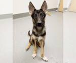 Small #1 German Shepherd Dog Mix