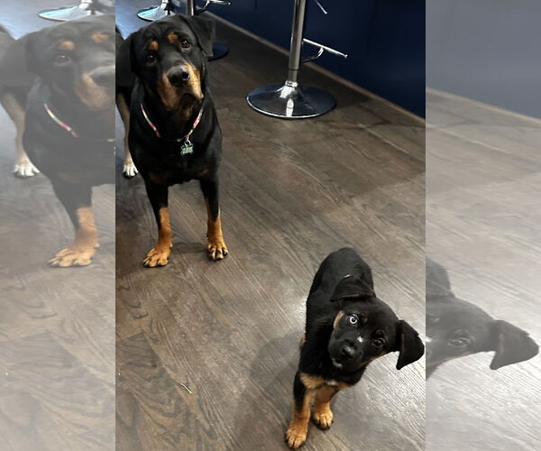 Medium Photo #24 Rottweiler-Unknown Mix Puppy For Sale in Houston, TX, USA