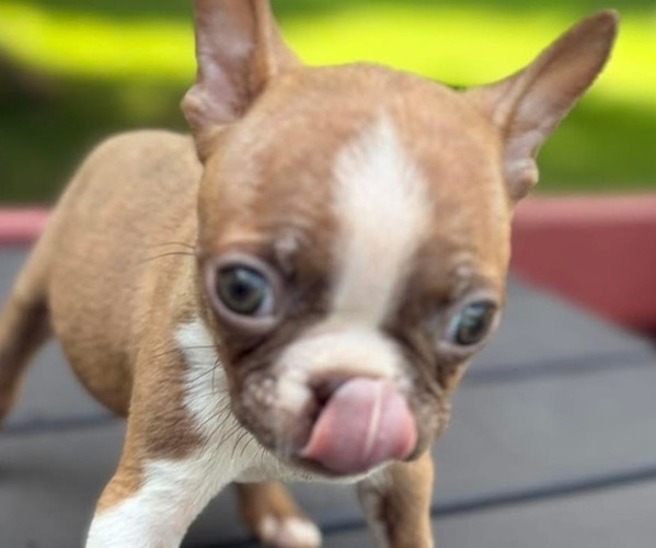 Medium Photo #1 Boston Terrier Puppy For Sale in HICKORY, NC, USA
