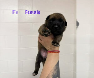 Font Litter - Geneva - Located in Georgia - Female Mutt Dog for Adoption - Photo #4