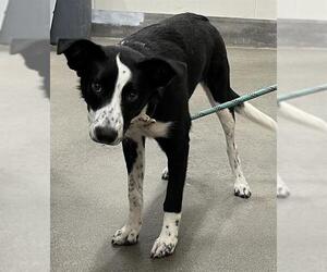 Border Collie-Unknown Mix Dogs for adoption in Forestville, MD, USA