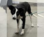 Small Border Collie Mix
