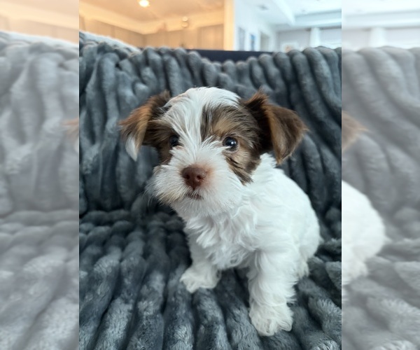 Medium Photo #8 Yorkshire Terrier Puppy For Sale in LAKEWOOD RANCH, FL, USA